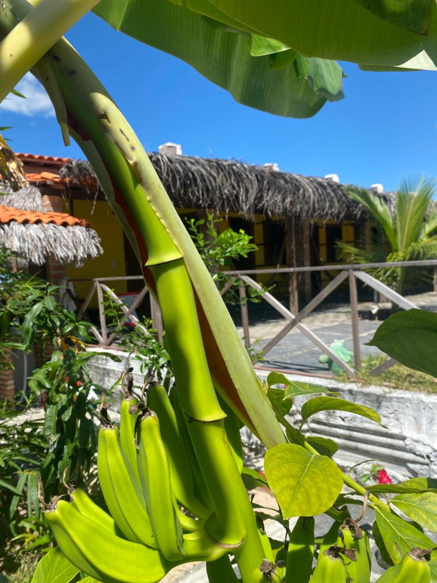 Pousada Rancho Sol Nascente Tutóia Exterior foto